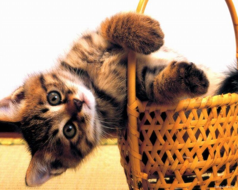 Tabby Kitten in Basket — Brown, Playful, Photograph