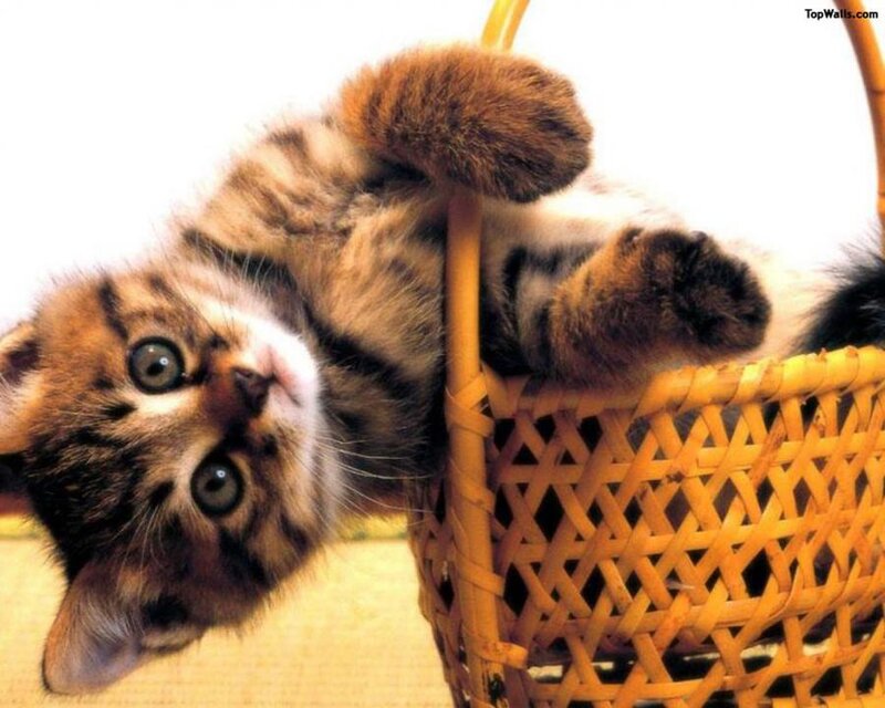 Tabby Kitten in Basket — Brown, Playful