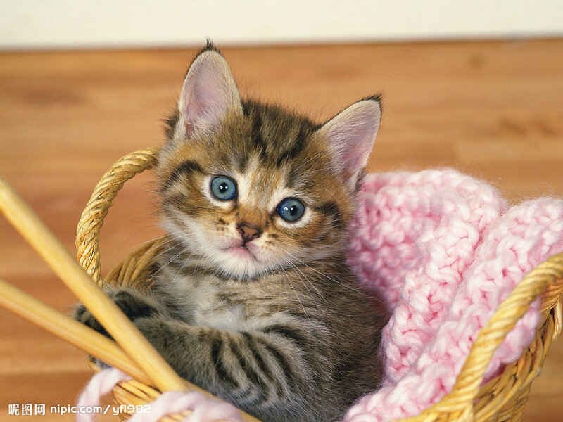 Tabby Kitten in Basket — Brown