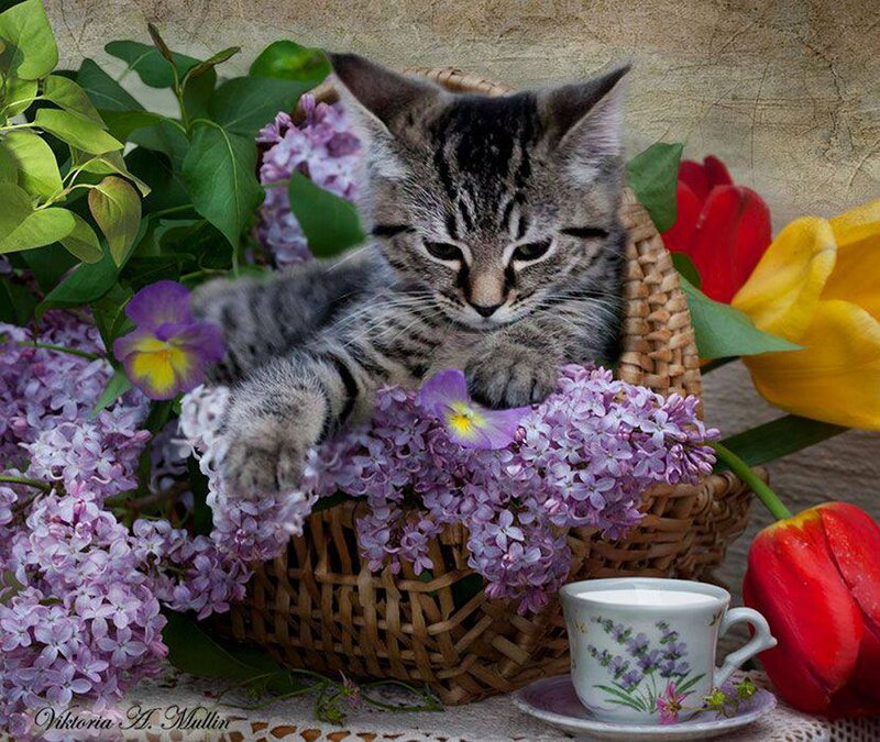 Tabby Kitten in Basket — Purple, Serene