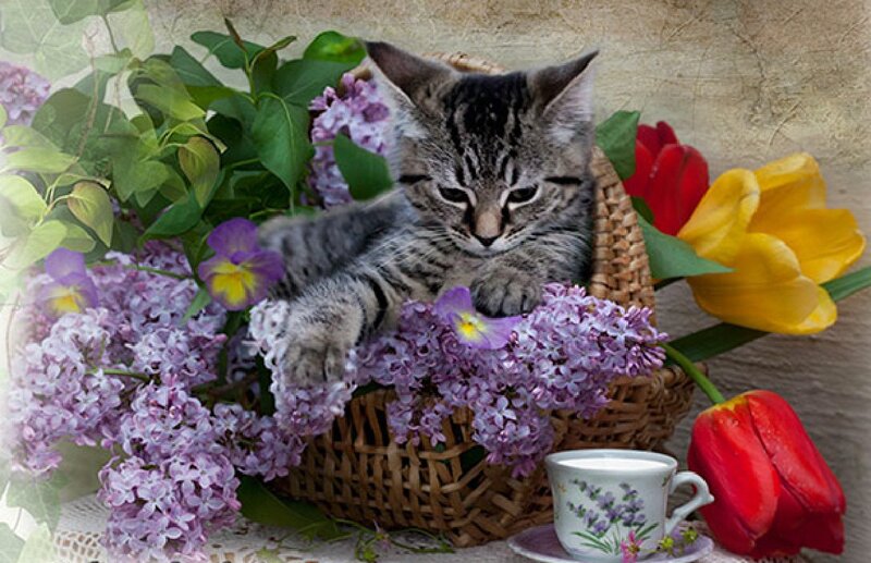 Tabby Kitten in Basket — Purple