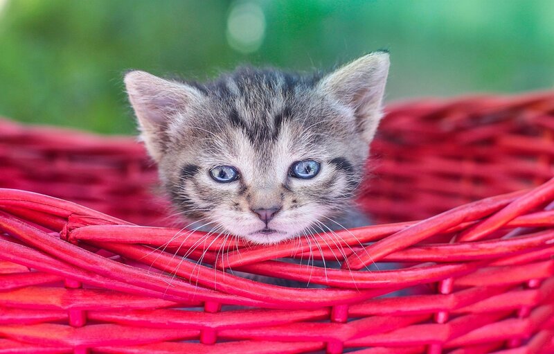 Tabby Kitten in Basket — Red, Calm