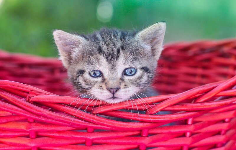Tabby Kitten in Basket — Red