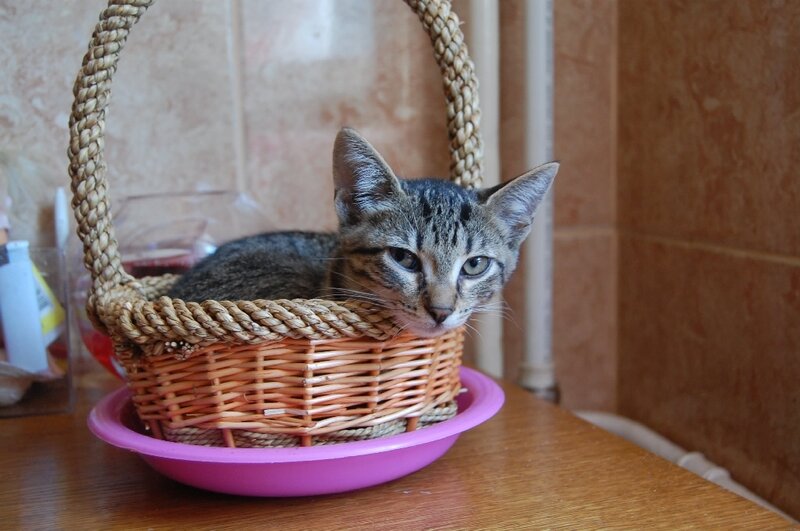 Tabby Kitten in Basket