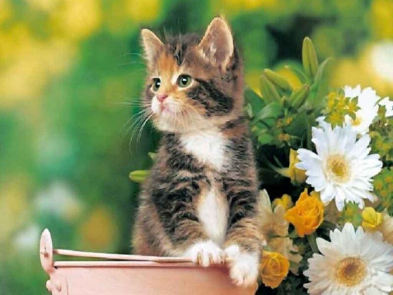 Tabby Kitten in Basket — White, Calm, Afternoon