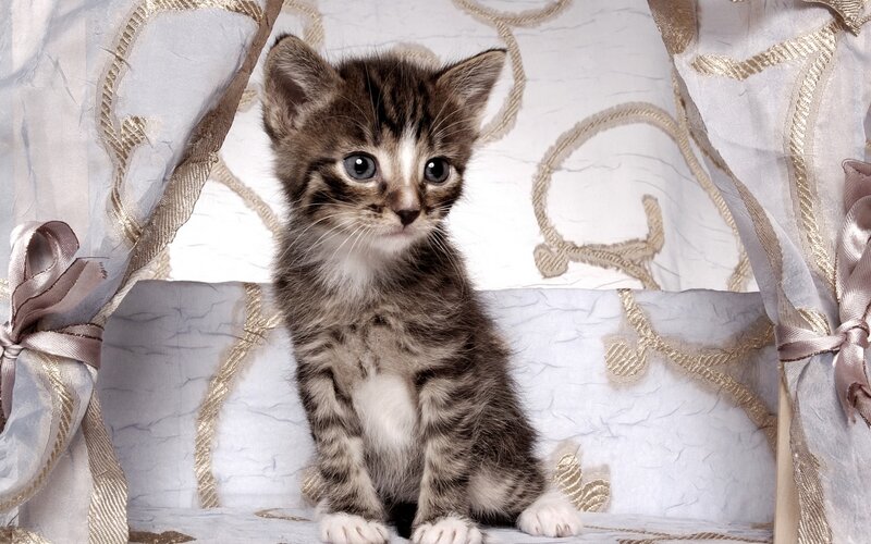 Tabby Kitten in Basket — White, Calm, Photograph, Fabric