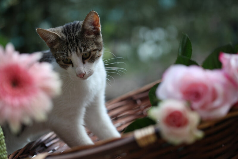 Tabby Kitten in Basket — White, Calm, Photograph