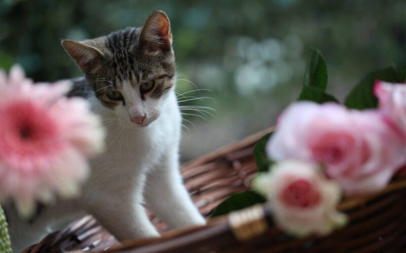 Tabby Kitten in Basket — White, Calm
