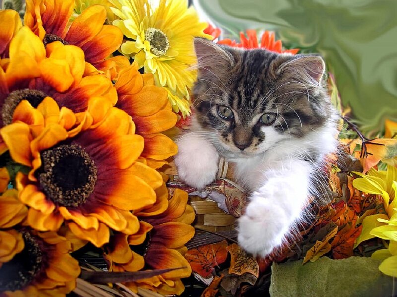 Tabby Kitten in Basket — Yellow
