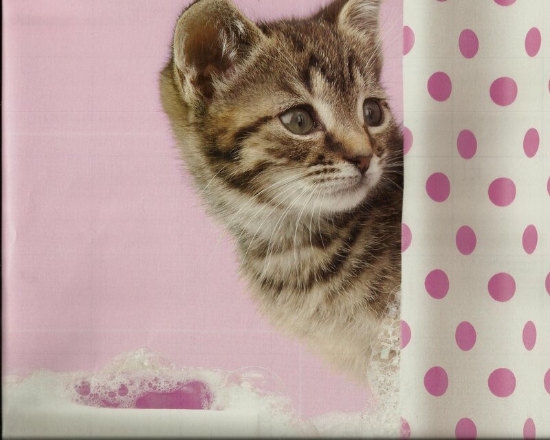 Tabby Kitten in Bath