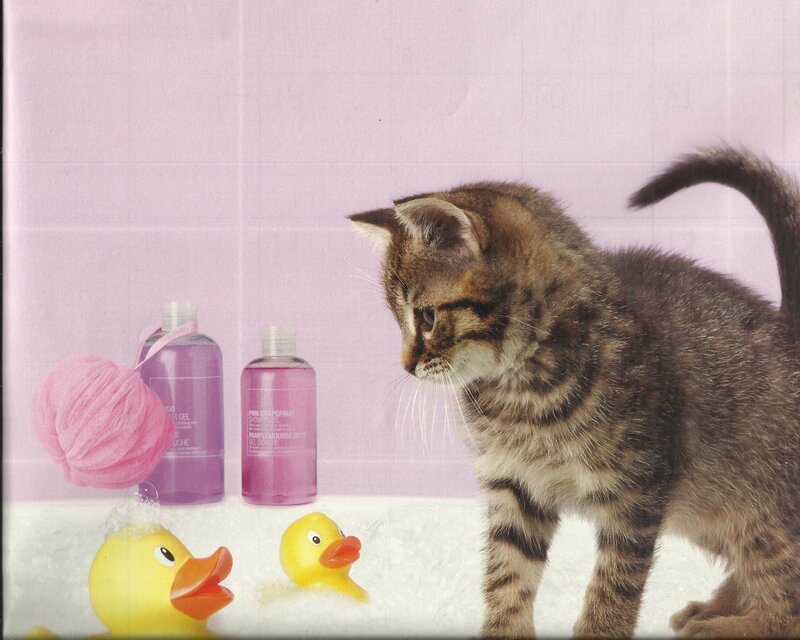Tabby Kitten in Bathtub