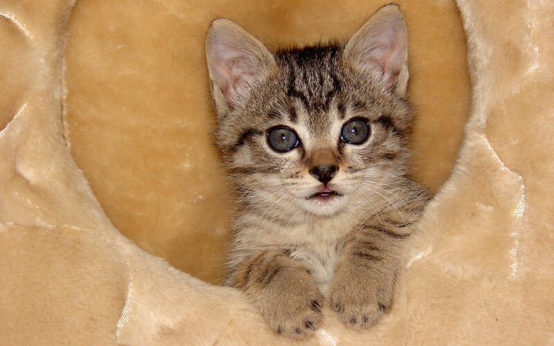 Tabby Kitten in Bed