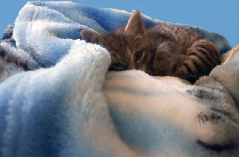 Tabby Kitten in Blanket — Blue