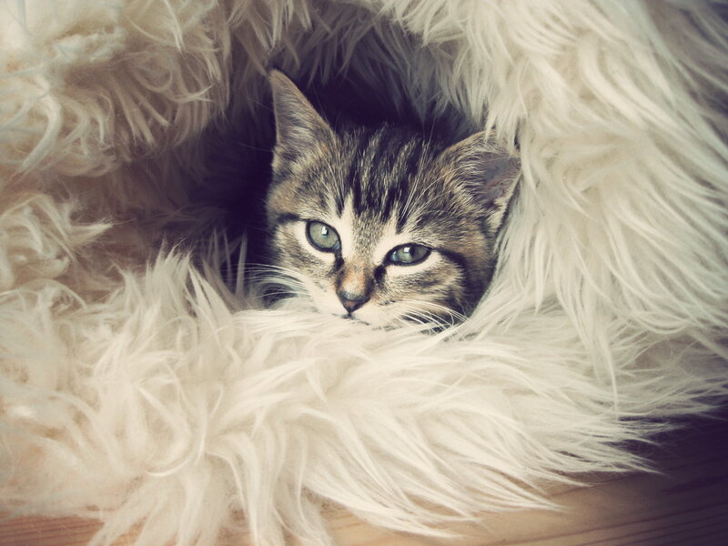Tabby Kitten in Blanket — White
