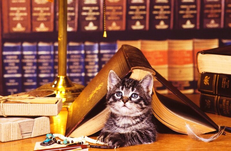 Tabby Kitten in Books — Brown, Calm