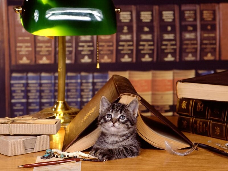 Tabby Kitten in Books