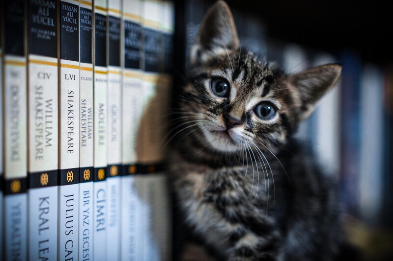 Tabby Kitten in Bookshelf