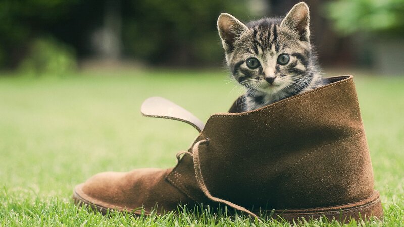 Tabby Kitten in Boot — Brown