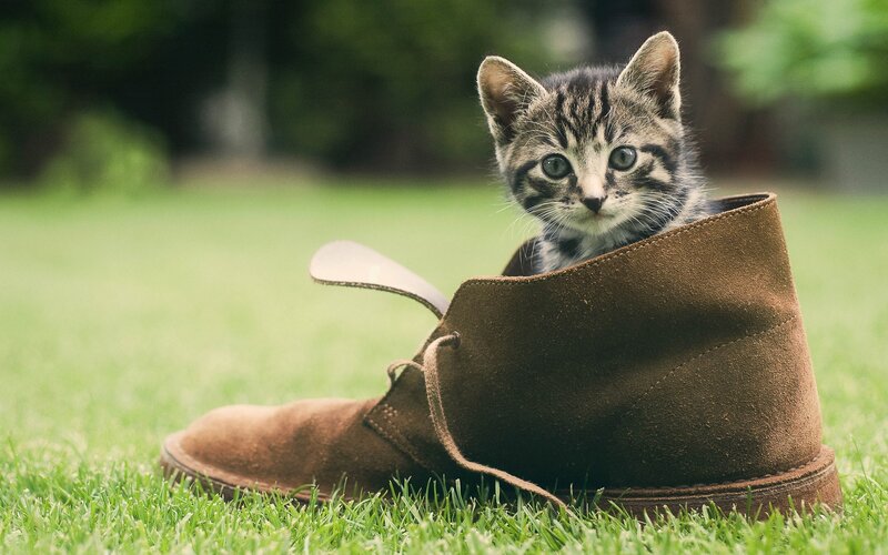 Tabby Kitten in Boot