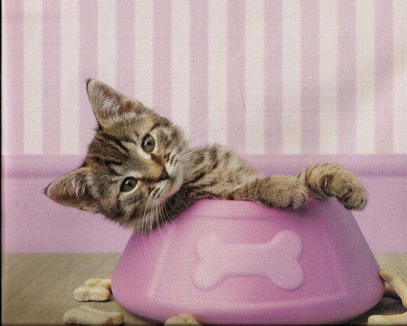 Tabby Kitten in Bowl