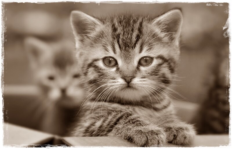 Tabby Kitten in Box — Brown, Calm