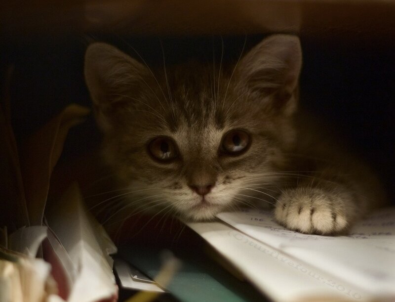 Tabby Kitten in Box — Brown