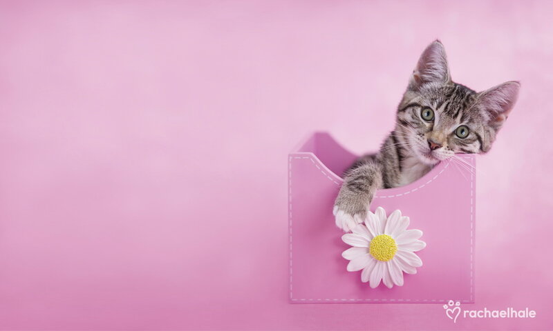 Tabby Kitten in Box — Pink