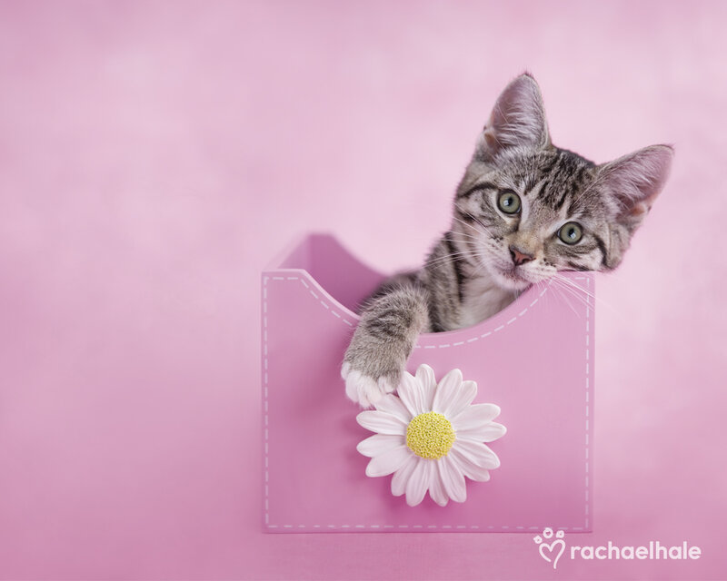 Tabby Kitten in Box