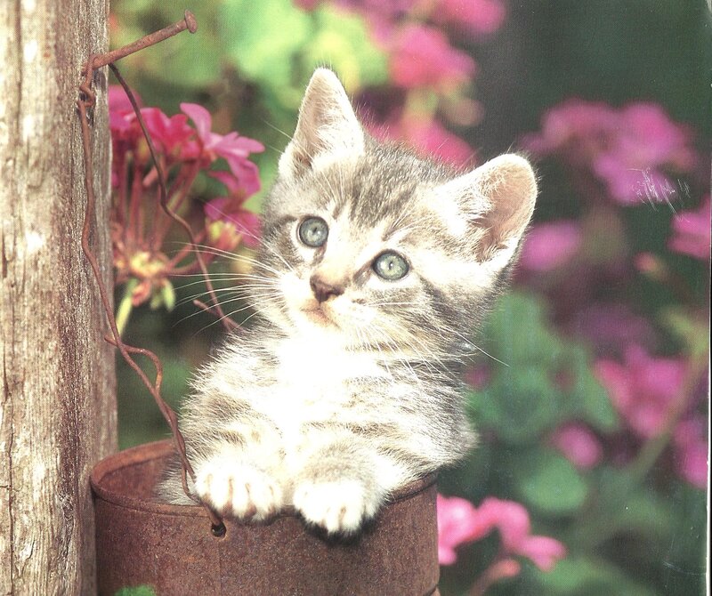 Tabby Kitten in Bucket — Gray