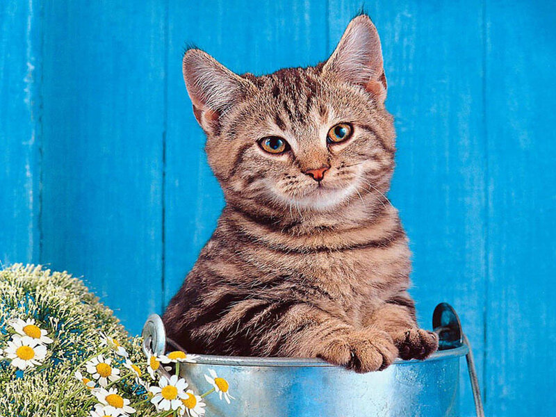 Tabby Kitten in Bucket