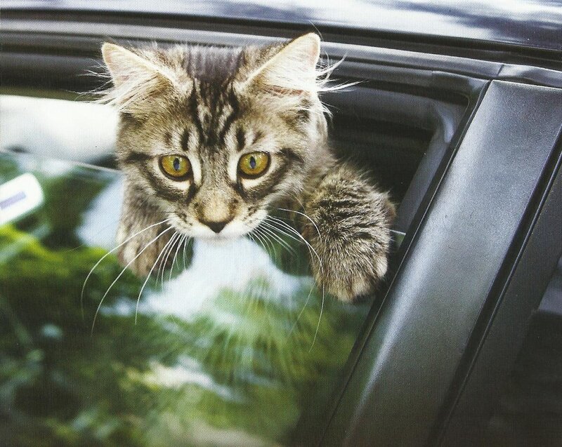 Tabby Kitten in Car