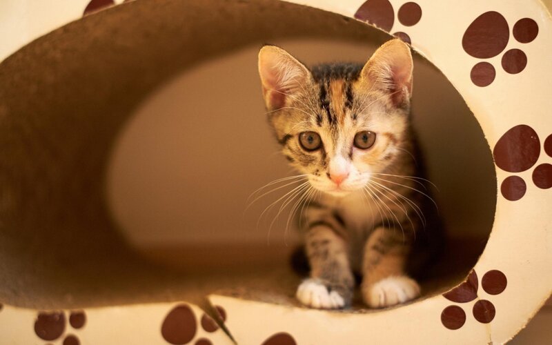 Tabby Kitten in Cardboard