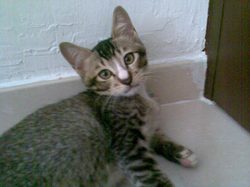 tabby kitten in corner