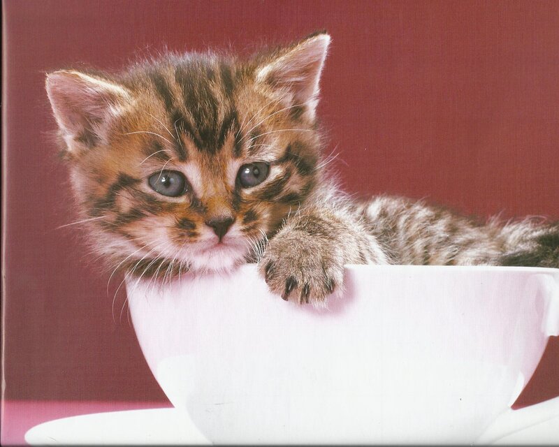 Tabby Kitten in Cup