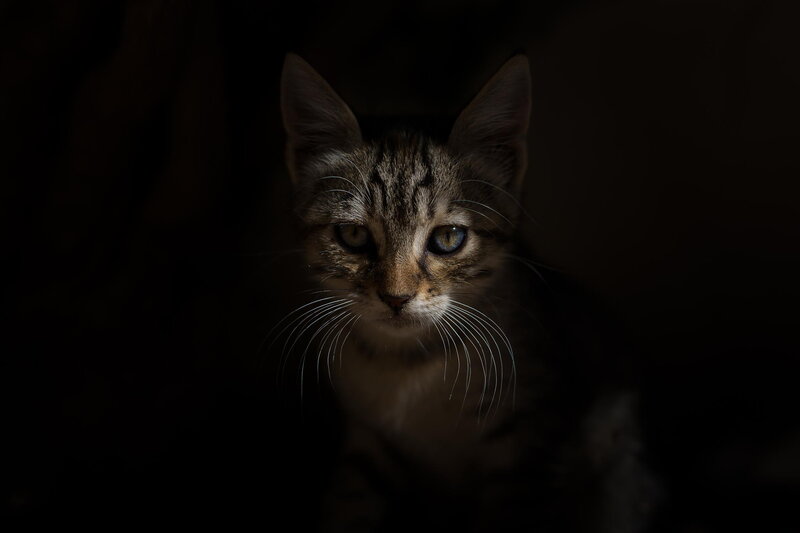 Tabby Kitten in Darkness