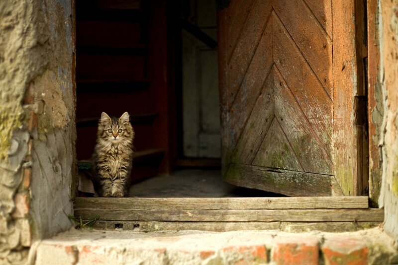 Tabby Kitten in Doorway