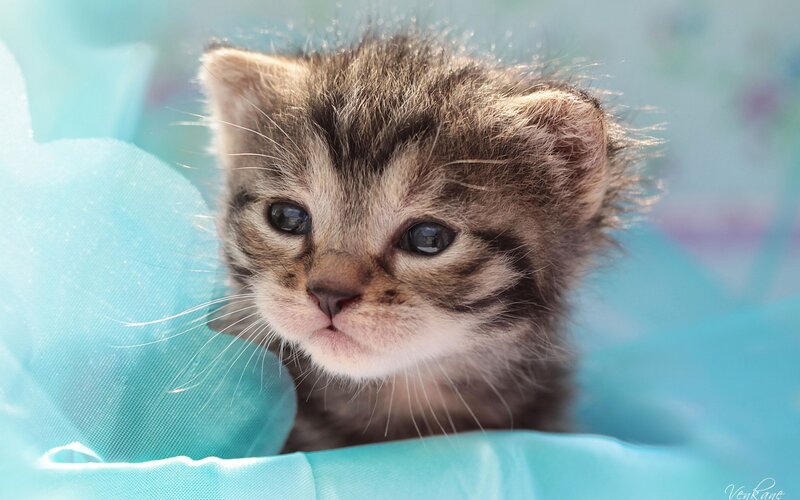 Tabby Kitten in Fabric