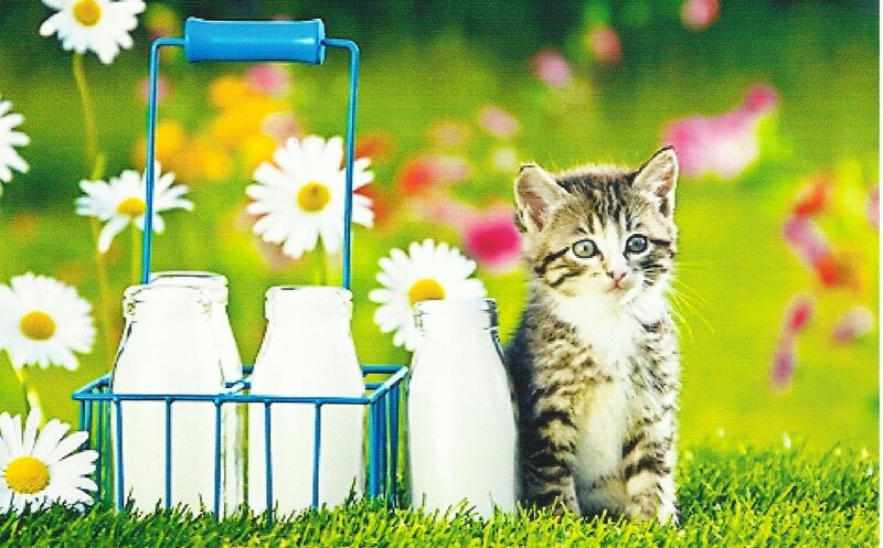 Tabby Kitten in Field — Green