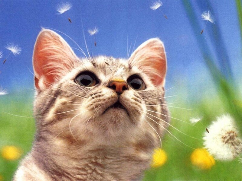 Tabby Kitten in Field
