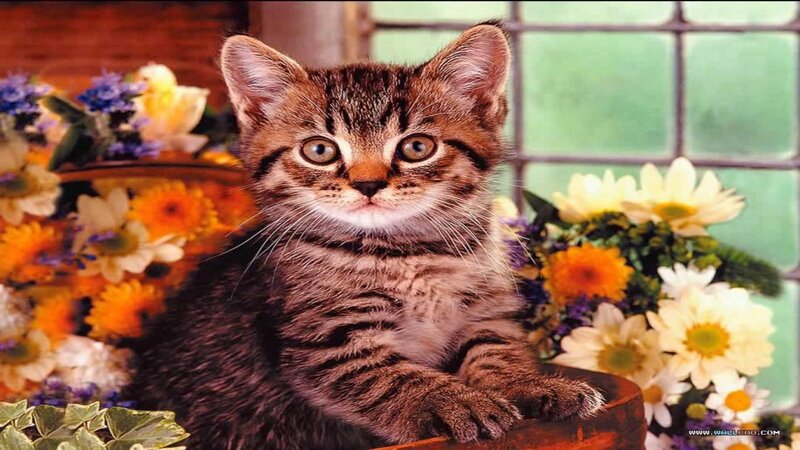 Tabby Kitten in Flowers — Brown, Calm, Photograph
