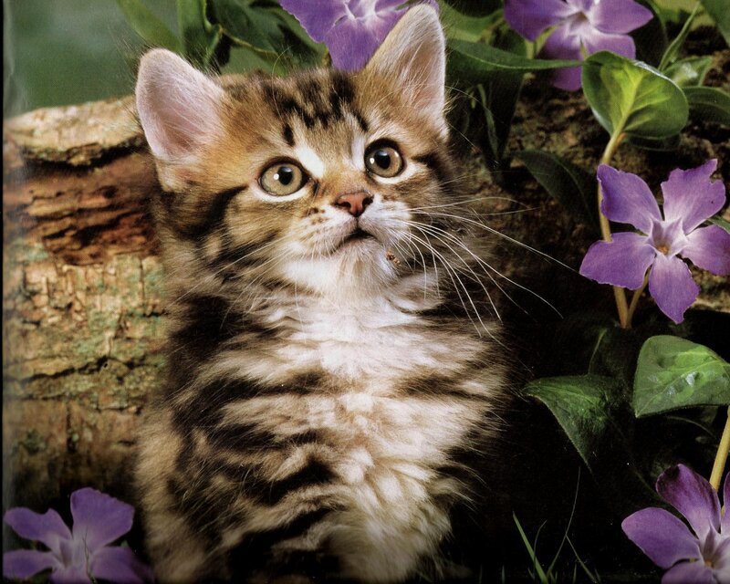 Tabby Kitten in Flowers — Brown, Calm