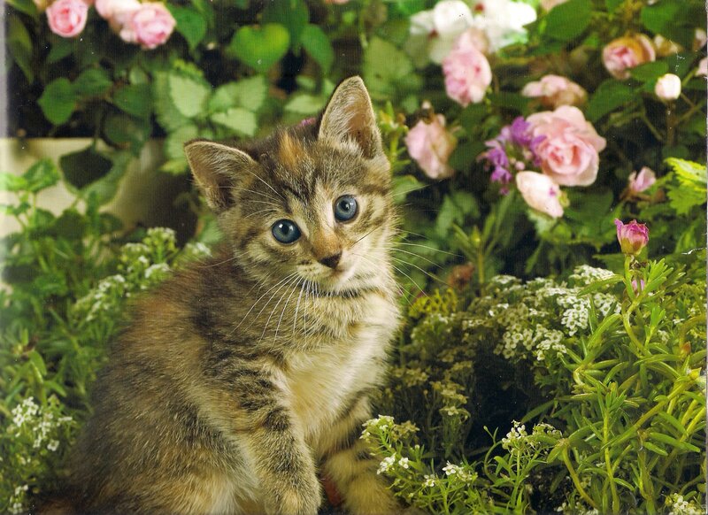 Tabby Kitten in Flowers — Brown
