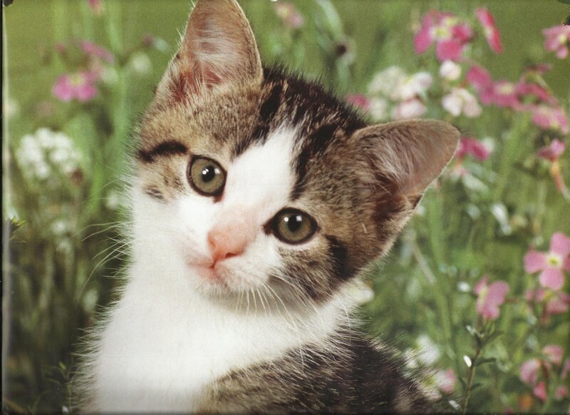 Tabby Kitten in Flowers — Green, Calm, Spring, Photograph, Grass