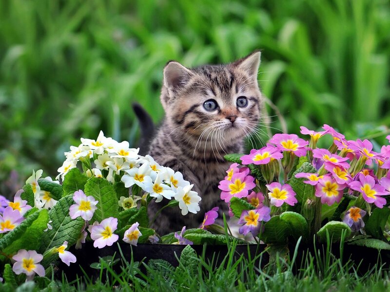 Tabby Kitten in Flowers — Green, Calm, Spring, Photograph