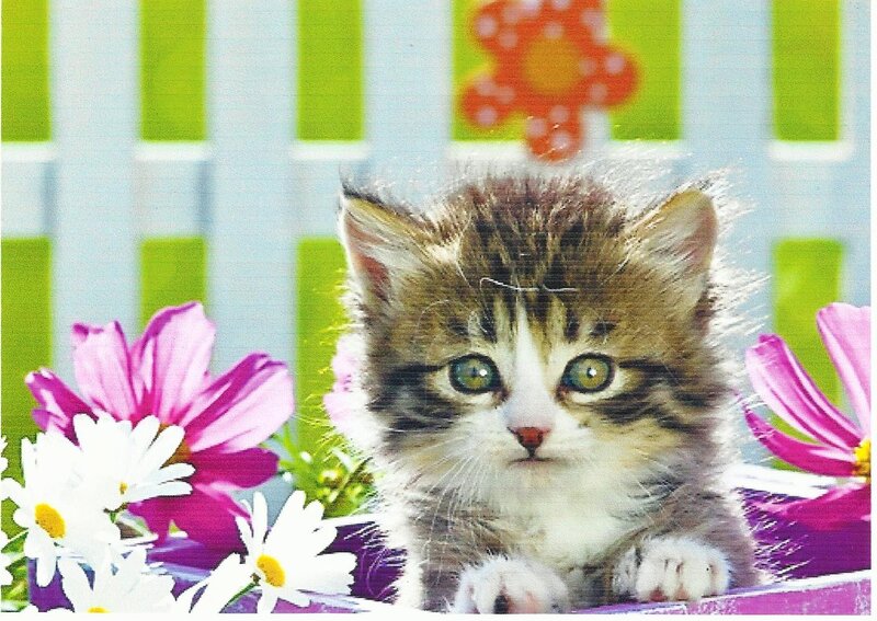 Tabby Kitten in Flowers — Green, Calm, Spring