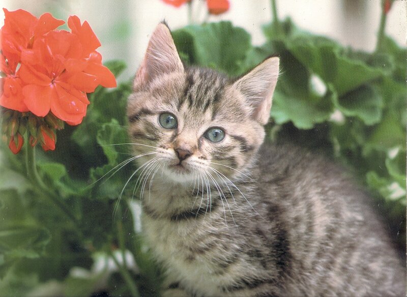 Tabby Kitten in Flowers — Green, Calm