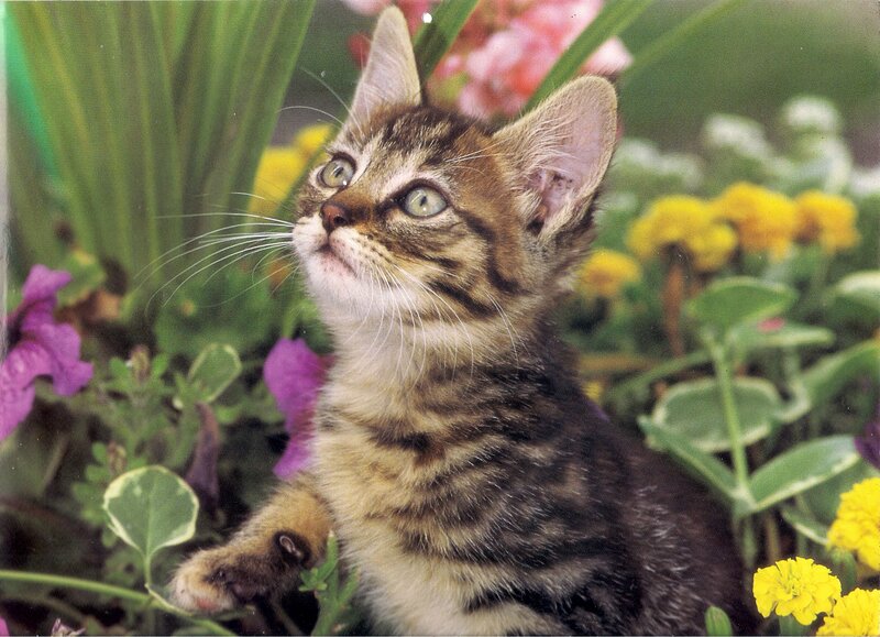 Tabby Kitten in Flowers — Green, Curious