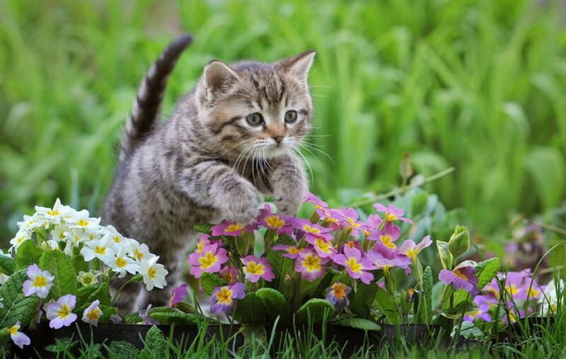 Tabby Kitten in Flowers — Green, Playful