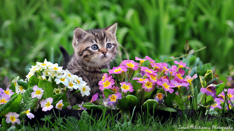Tabby Kitten in Flowers — Green, Serene