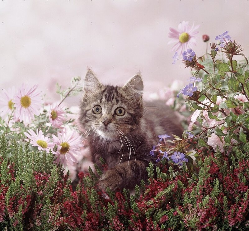 Tabby Kitten in Flowers — Pink, Calm, Spring